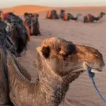 Viaje de 3 dias por el desierto desde Ouarzazate
