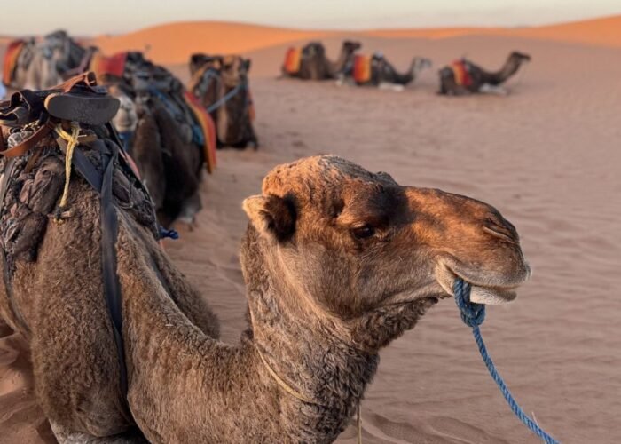 Viaje de 3 dias por el desierto desde Ouarzazate